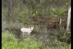 Policías salvan a perro amarrado ante la llegada de Milton