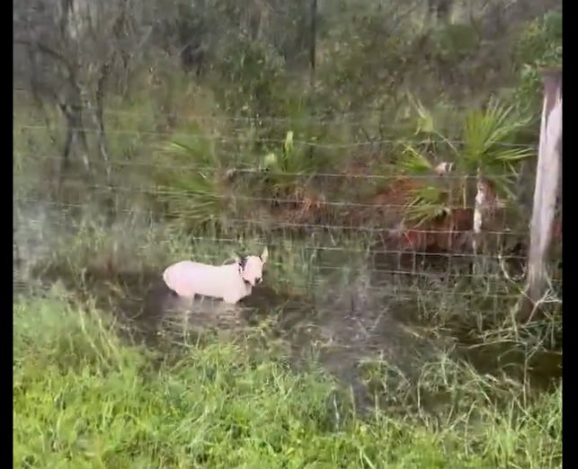 Policías salvan a perro amarrado ante la llegada de Milton