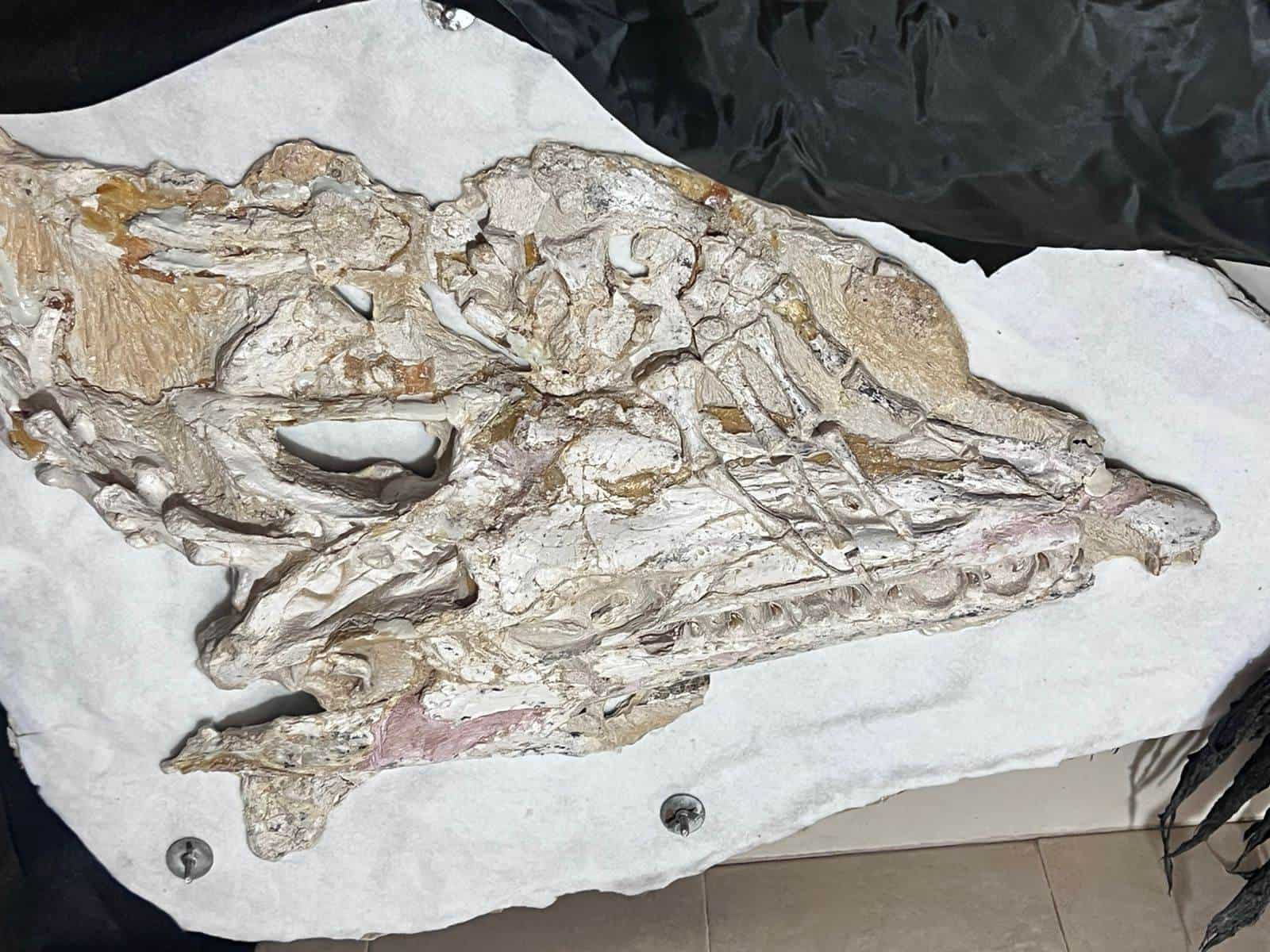 Hace muchos años descubrieron en Múzquiz el Mosasaurus.