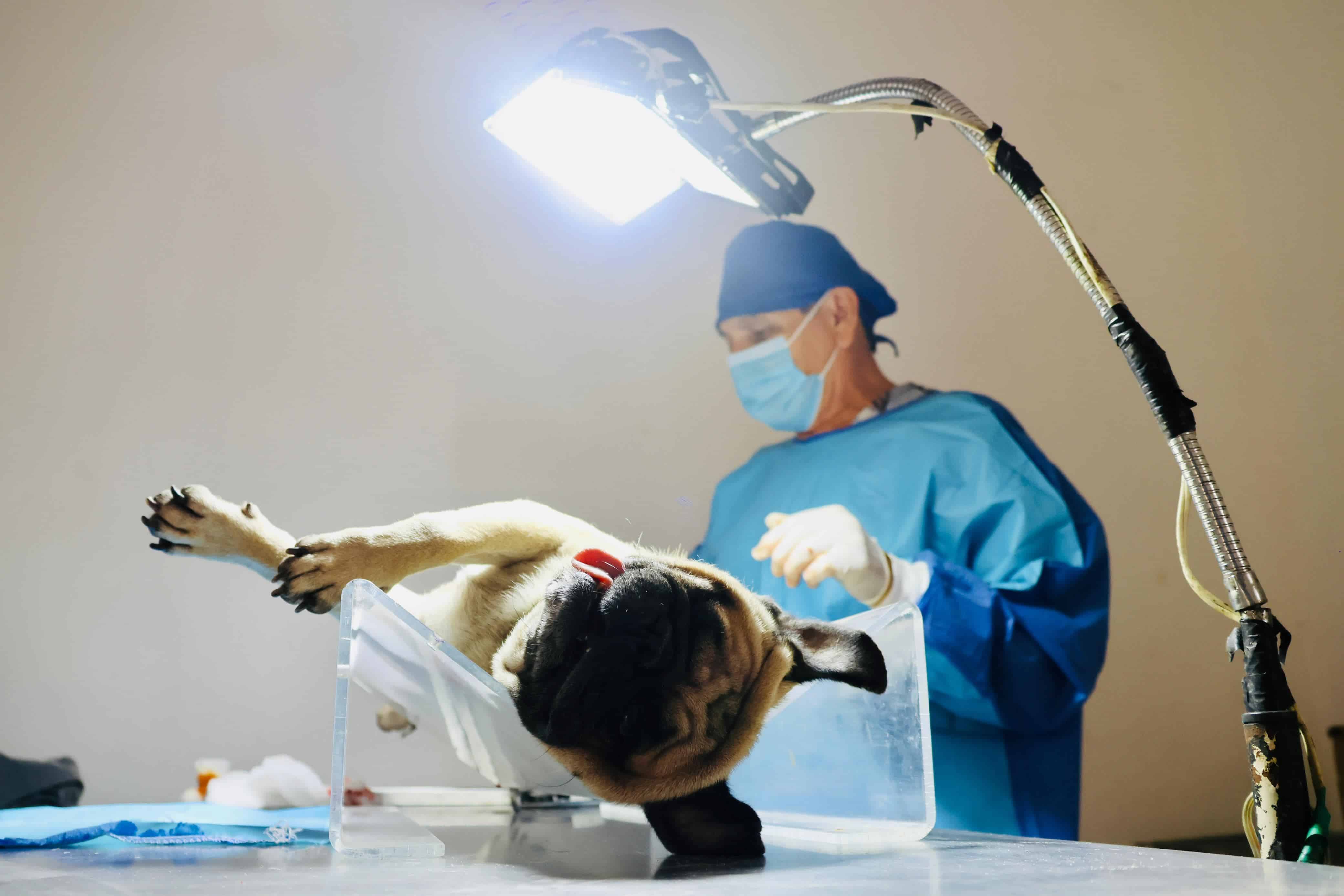 Aplican jornadas de esterilización canina y felina durante dos días en Sabinas
