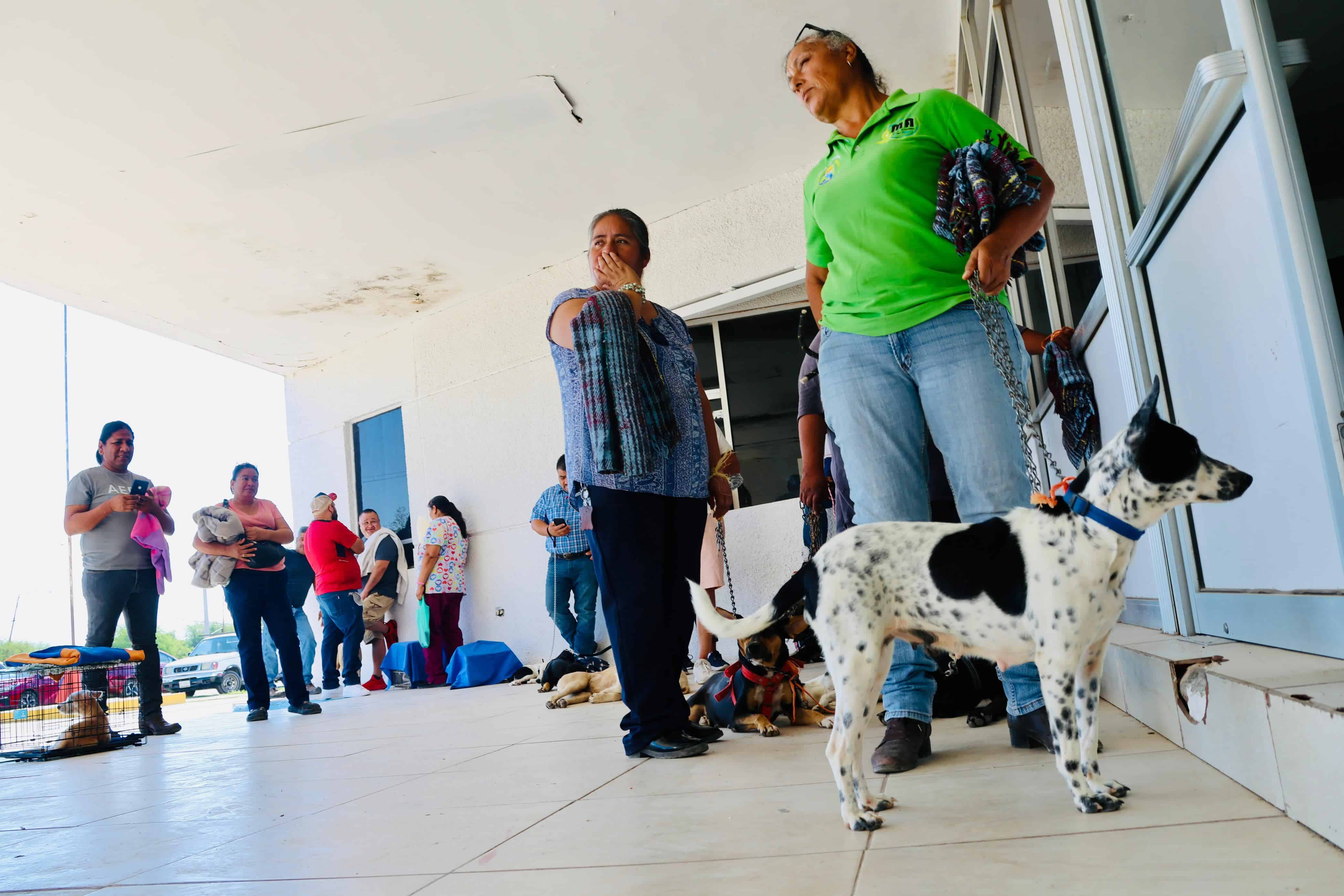 Aplican jornadas de esterilización canina y felina durante dos días en Sabinas