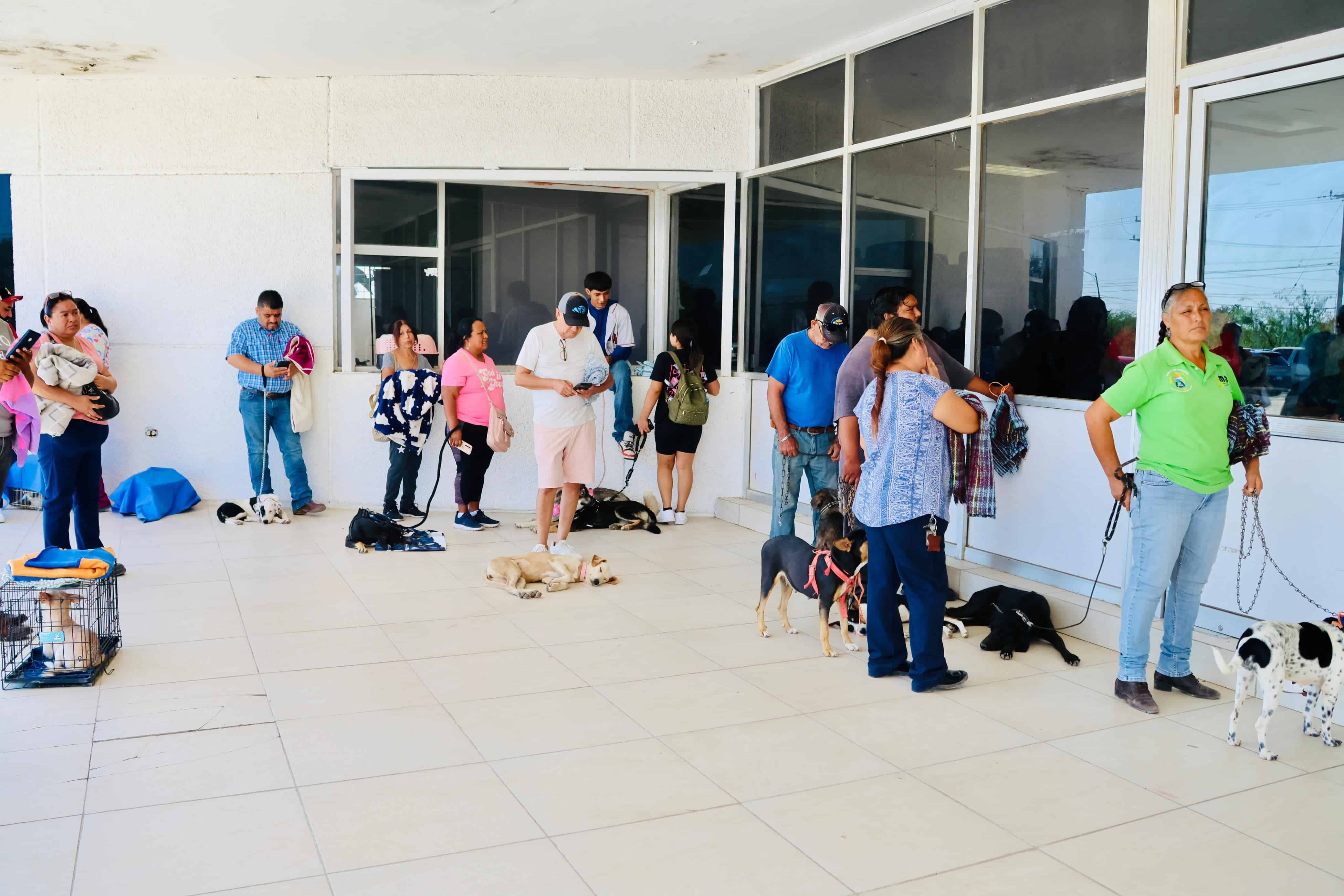 Aplican jornadas de esterilización canina y felina durante dos días en Sabinas