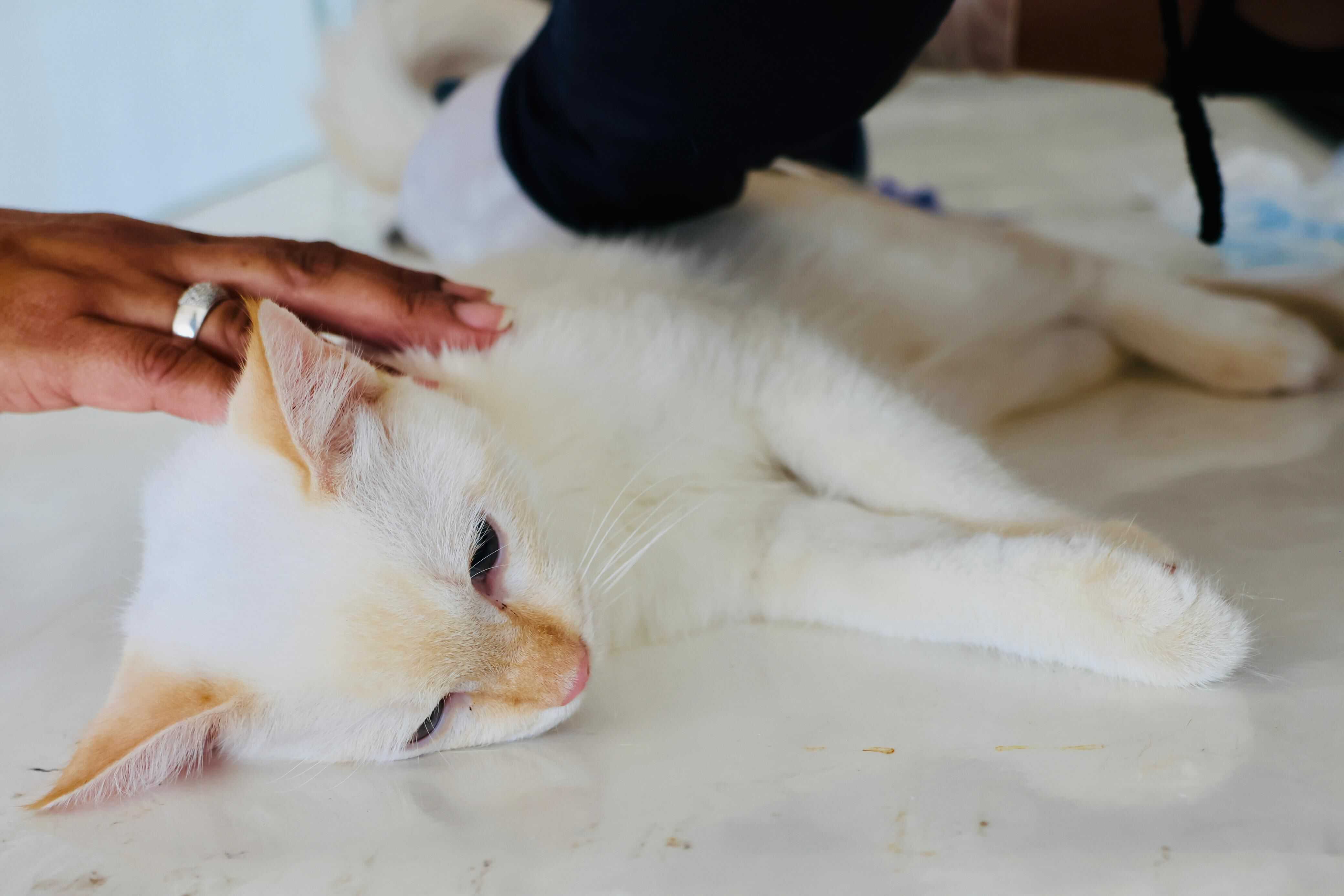 Aplican jornadas de esterilización canina y felina durante dos días en Sabinas