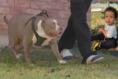 Muere bebé tras ser atacado por perros pitbull en Texas