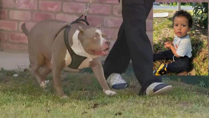 Muere bebé tras ser atacado por perros pitbull en Texas