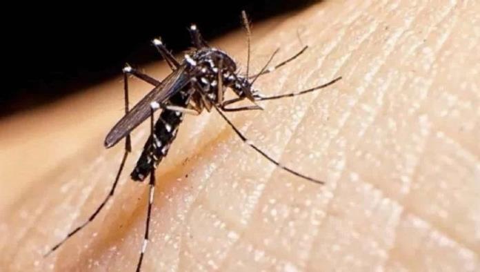 ¿Cómo distinguir a los mosquitos del dengue del resto?