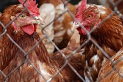 Estados Unidos reporta 4 casos de gripe aviar H5N1