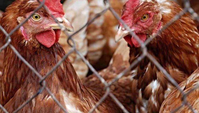 Estados Unidos reporta 4 casos de gripe aviar H5N1