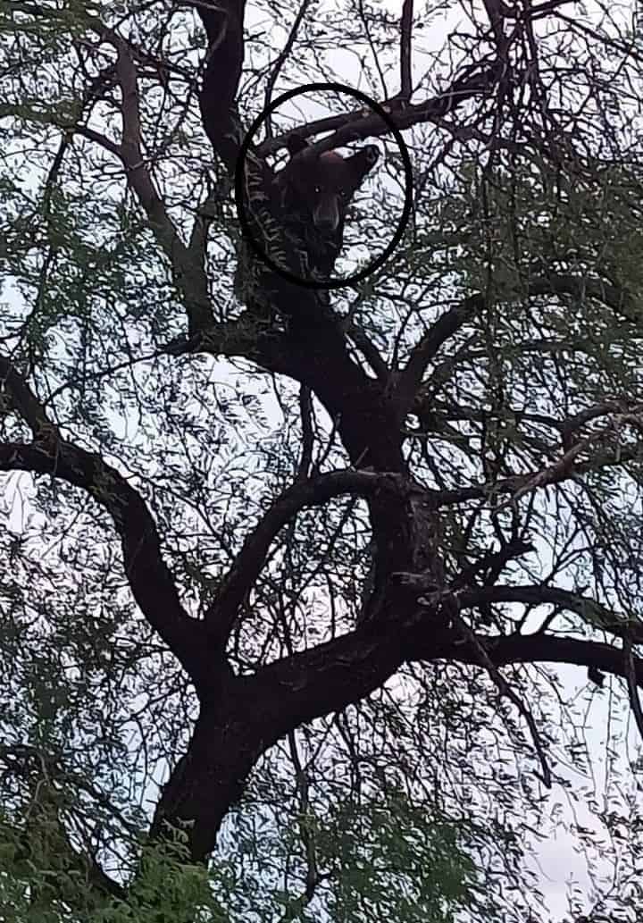 Avistan osezno en Barroterán