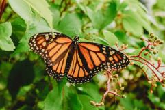 Control de dengue afecta a Mariposas Monarca