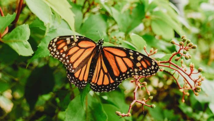 Control de dengue afecta a Mariposas Monarca