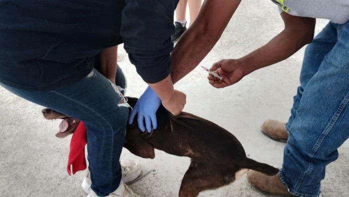 Culminan Brigadas de Atención a Mascotas en Ciudad Acuña