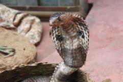 Descubren nueva especie de serpiente cobra en la India