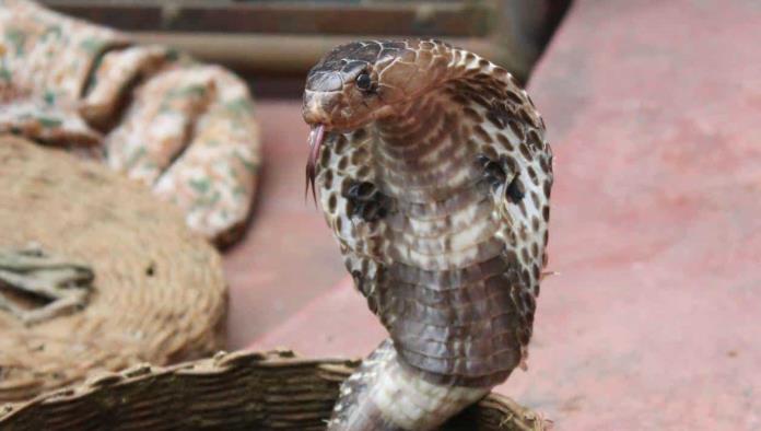 Descubren nueva especie de serpiente cobra en la India