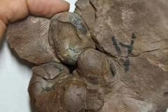 Descubren huevos de dinosaurio de 80 millones de años ´intactos´