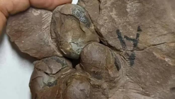 Descubren huevos de dinosaurio de 80 millones de años ´intactos´