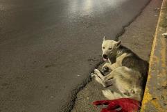 Aumento de Accidentes en Ciudad Acuña: Velocidad en Calles Pone en Peligro a Mascotas