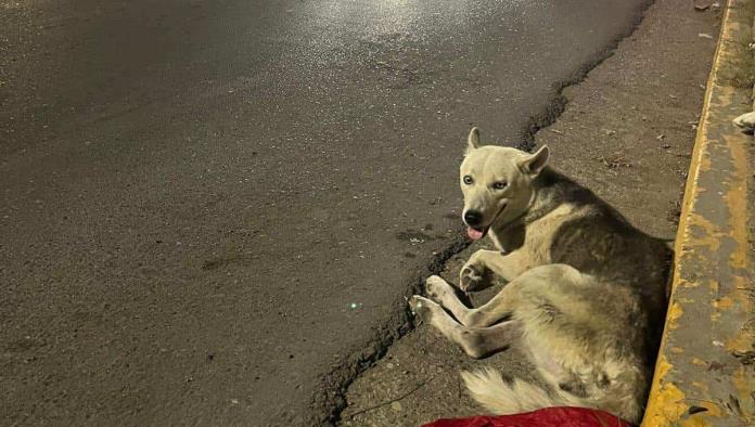 Aumento de Accidentes en Ciudad Acuña: Velocidad en Calles Pone en Peligro a Mascotas