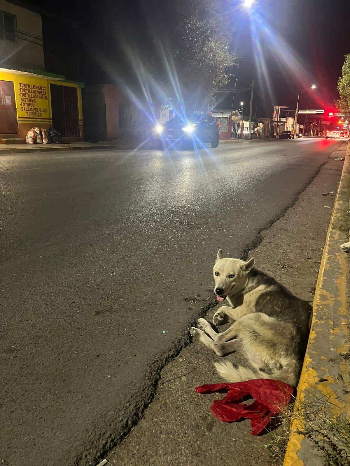 Aumento de Accidentes en Ciudad Acuña: Velocidad en Calles Pone en Peligro a Mascotas