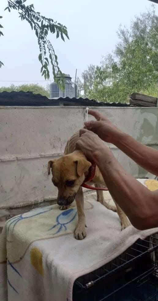 Se recupera perrita  rescatada de pozo