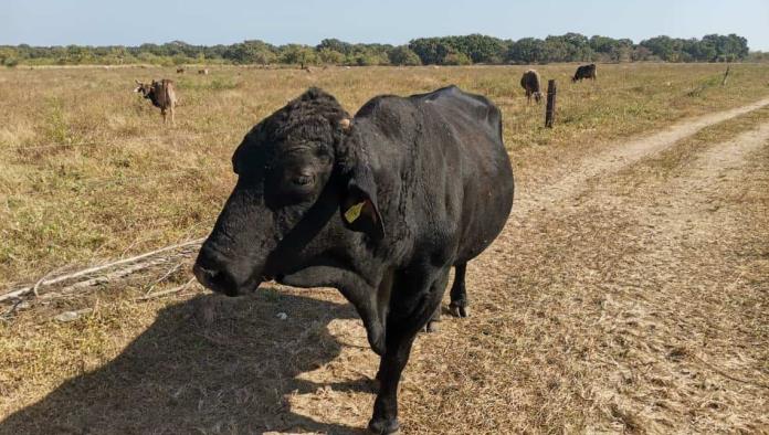 Equinos y semovientes los más robados