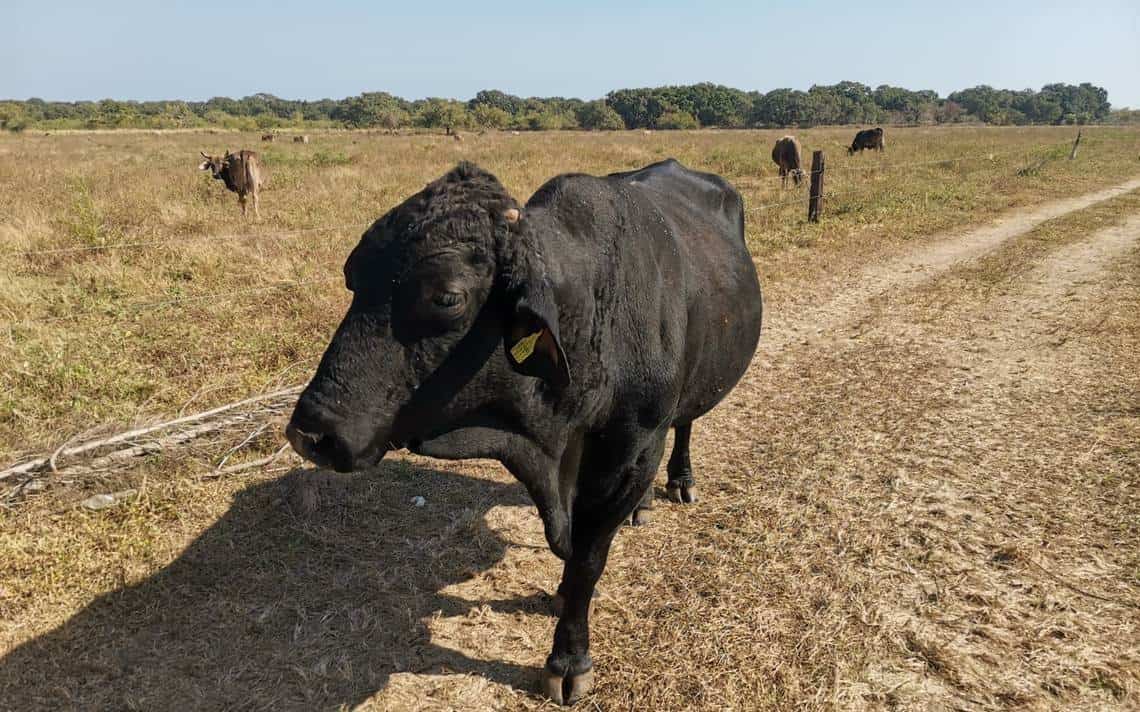 Equinos y semovientes los más robados