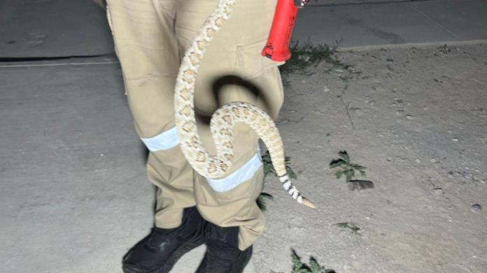 Aumenta PC rescate de mascotas