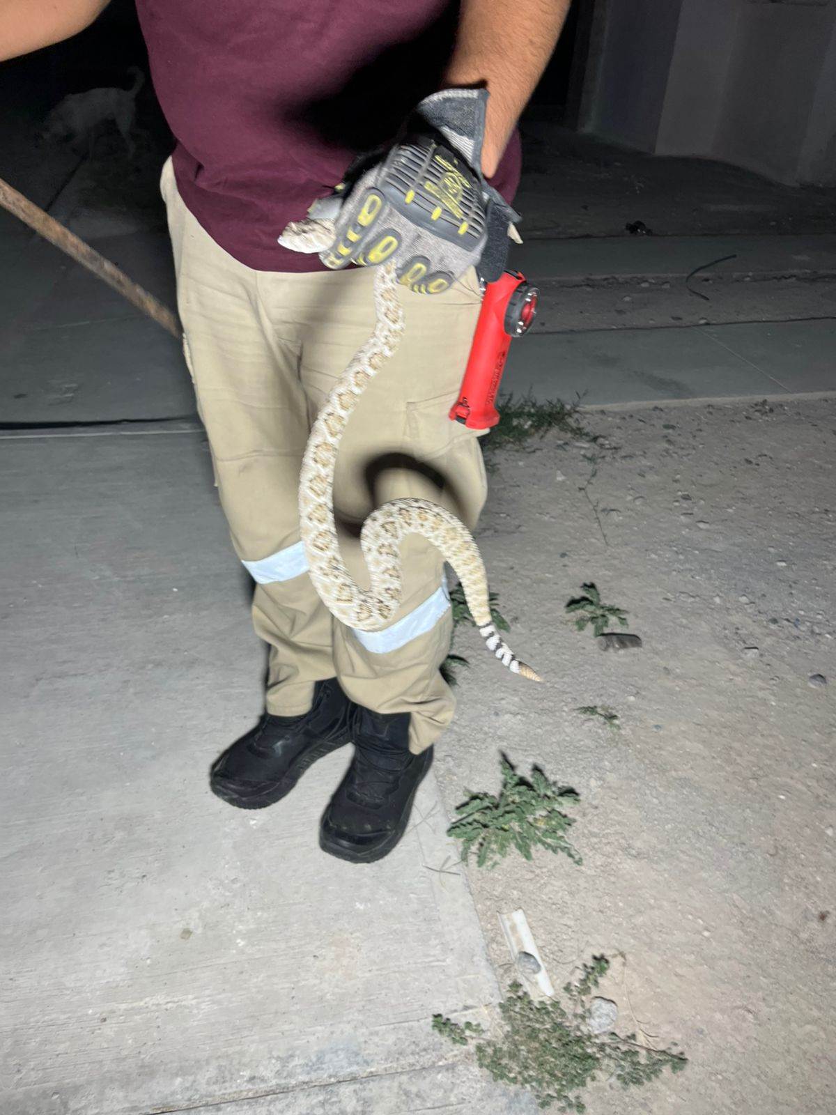 Rescate de animalitos por Protección Civil y Bomberos
