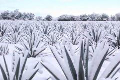 ¿Caerá nieve en México? Este será el invierno más frío en años