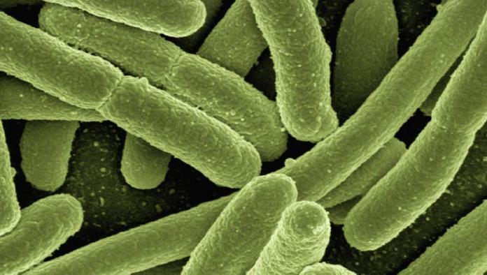 Ya van 75 infectados con E.coli en Estados Unidos