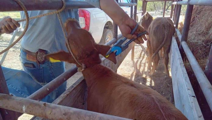 Impulsan Barrido contra la Brucelosis en Ganado Vacuno