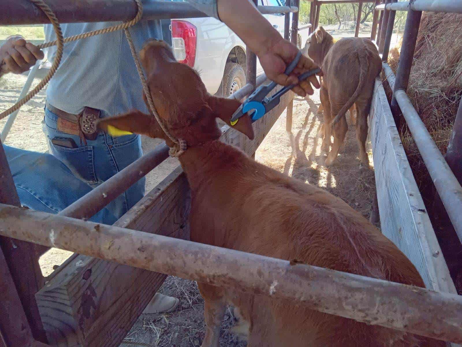 Impulsan Barrido contra la Brucelosis en Ganado Vacuno