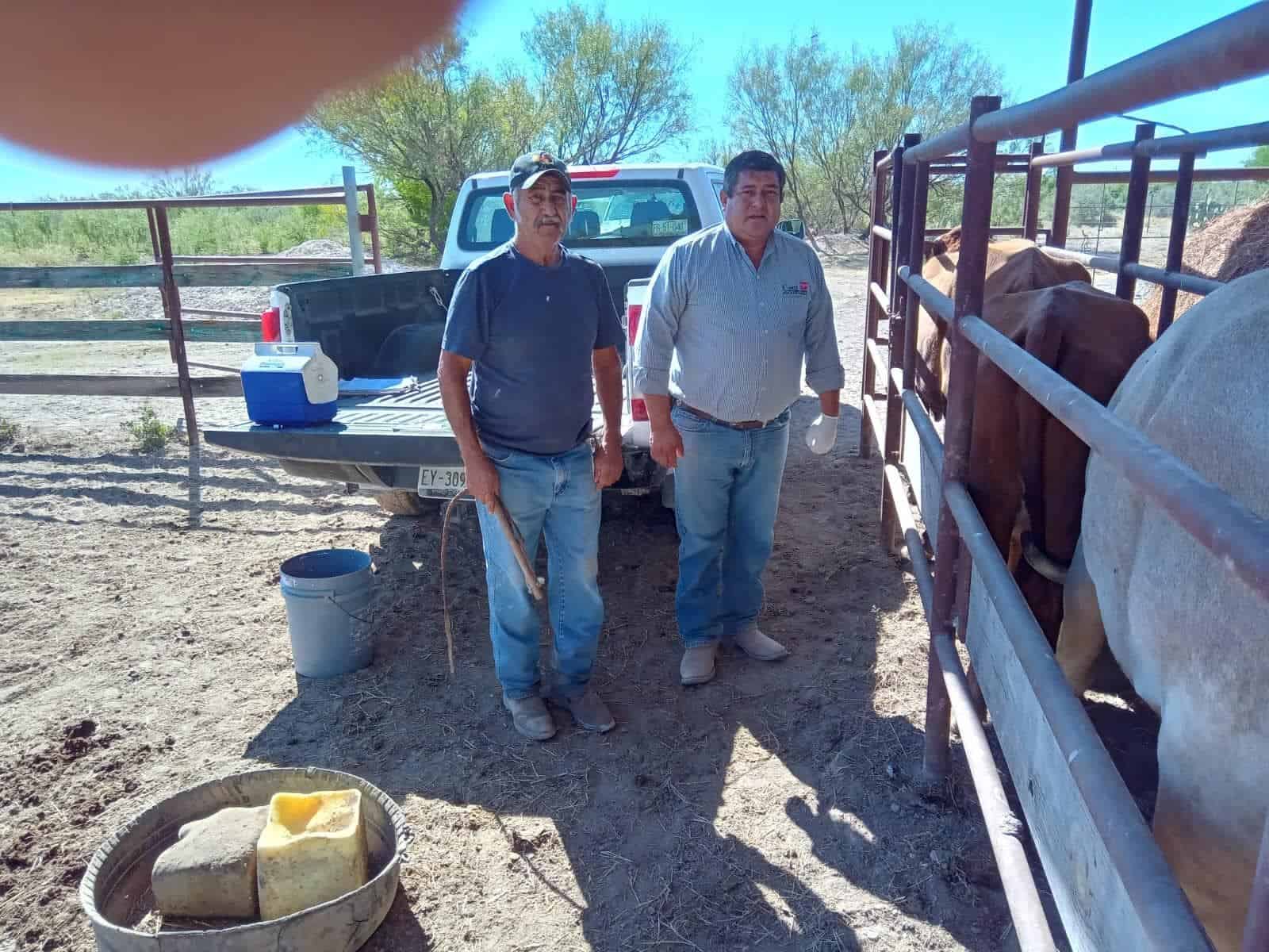 Impulsan Barrido contra la Brucelosis en Ganado Vacuno