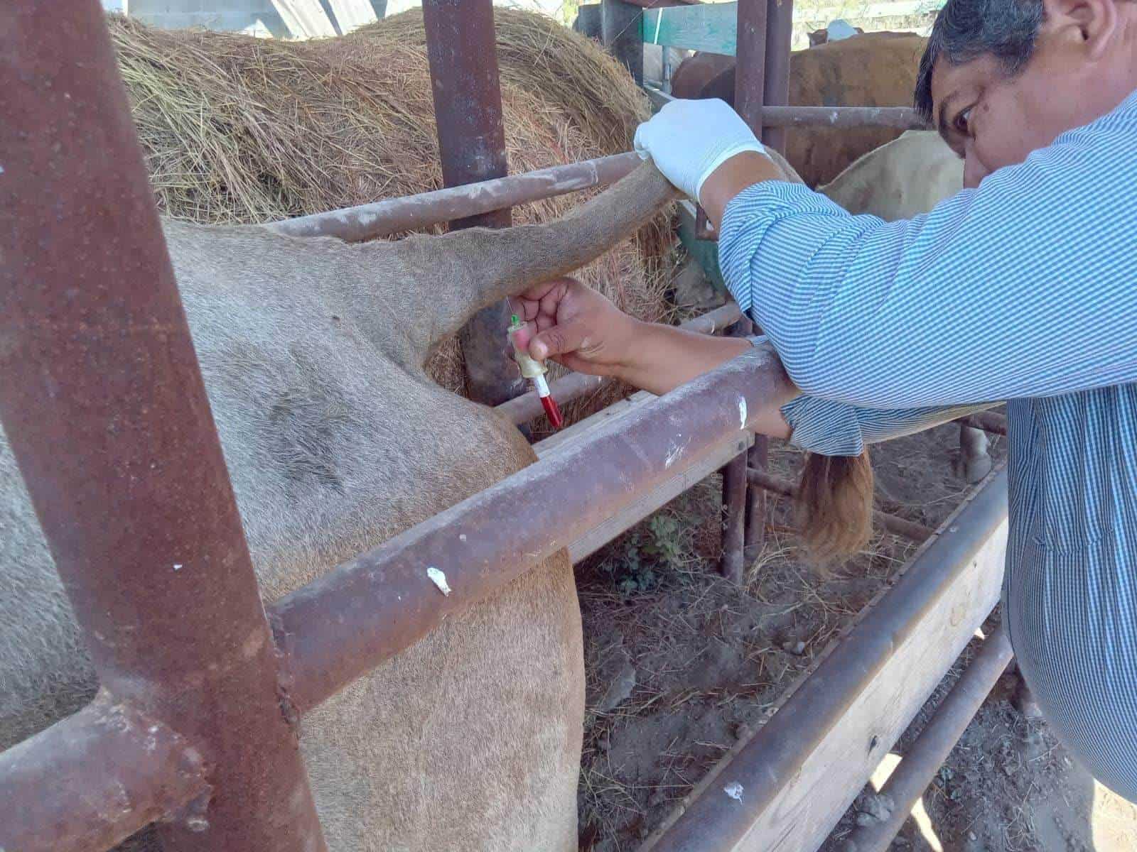 Impulsan Barrido contra la Brucelosis en Ganado Vacuno