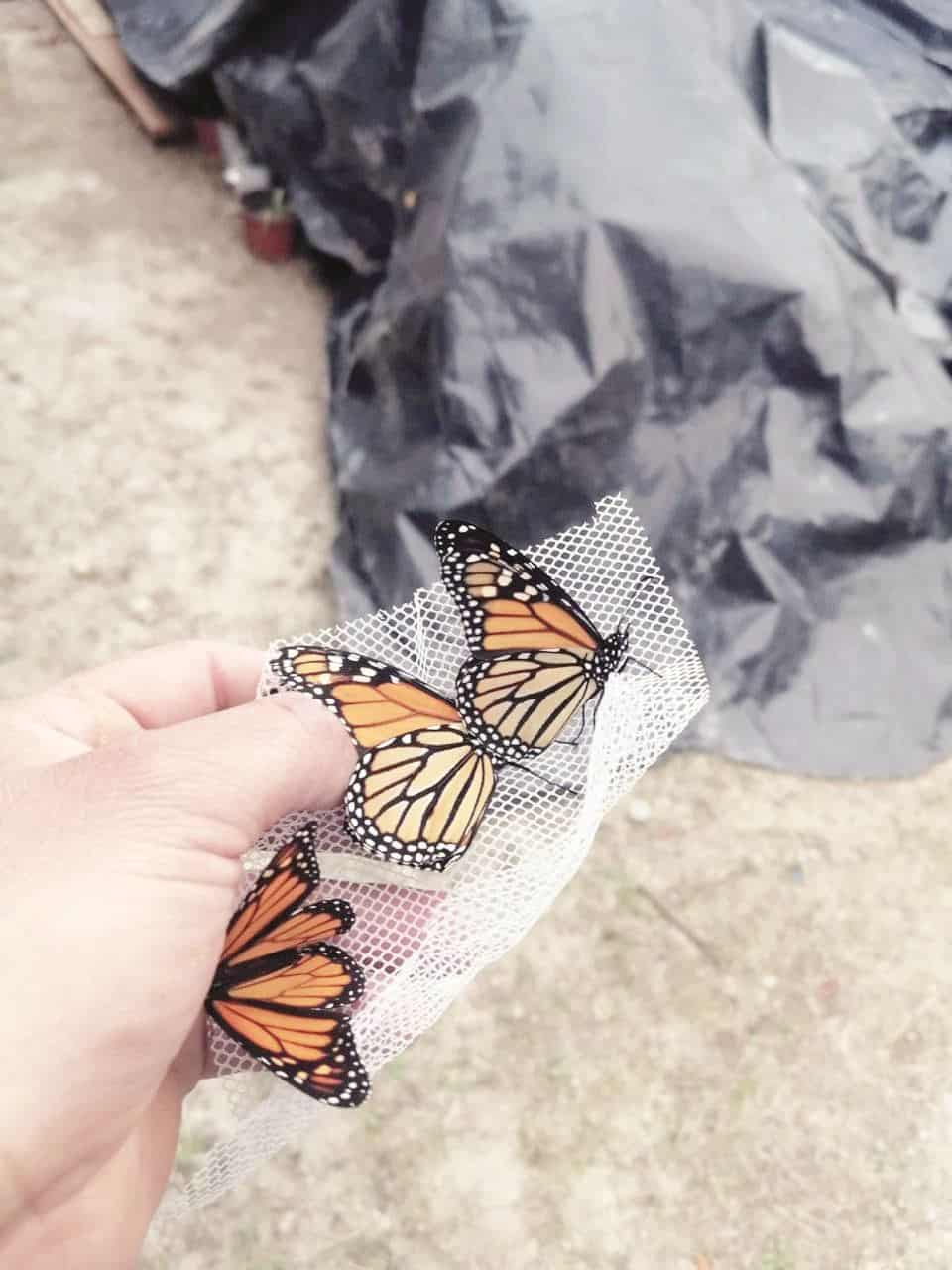 Llaman a proteger la Mariposa Monarca