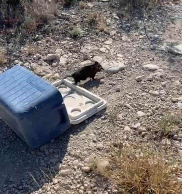 Aterroriza tlacuache a familia en Asturias