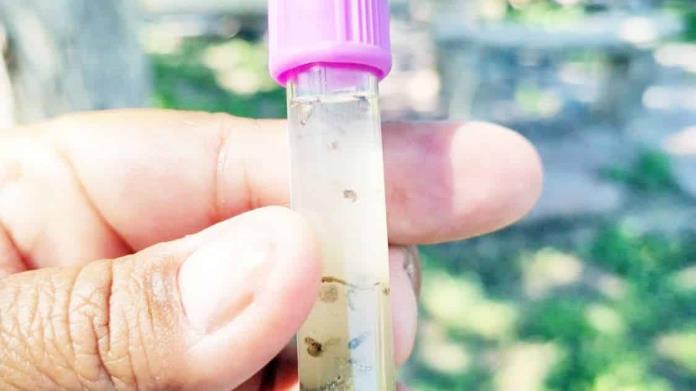 Detecta SSA más de 70 casos de dengue Detecta SSA más de 70 casos de dengue