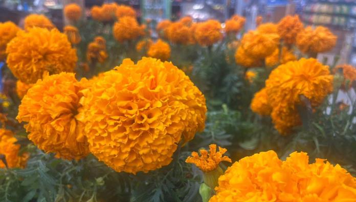 La Flor de Cempasúchil Ya Adorna Ciudad Acuña de Cara al Día de Muertos