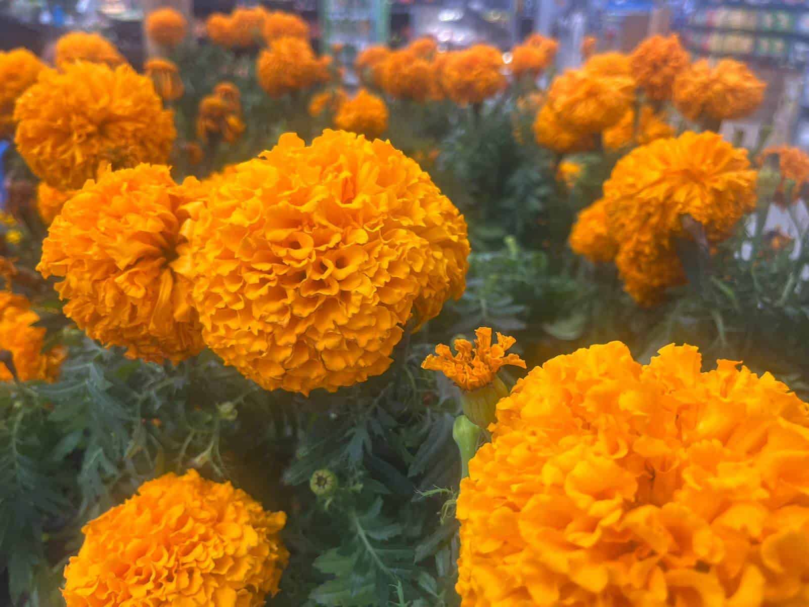 La Flor de Cempasúchil Ya Adorna Ciudad Acuña de Cara al Día de Muertos