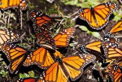 Alerta en Ciudad Acuña: Disminuye la Presencia de la Mariposa Monarca