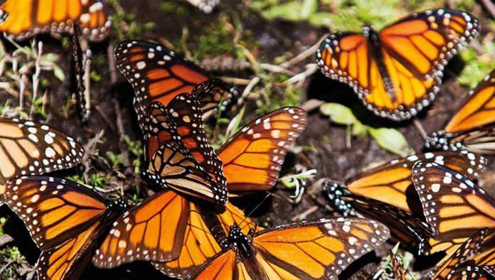 Alerta en Ciudad Acuña: Disminuye la Presencia de la Mariposa Monarca