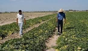 Lluvias Pronosticadas para el Fin de Semana en Ciudad Acuña: Esperanza para Agricultores