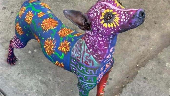 Pintan a perrita xoloitzcuintle previo a Día de Muertos