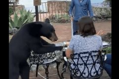 Oso ataca a mujer en restaurante de San Pedro