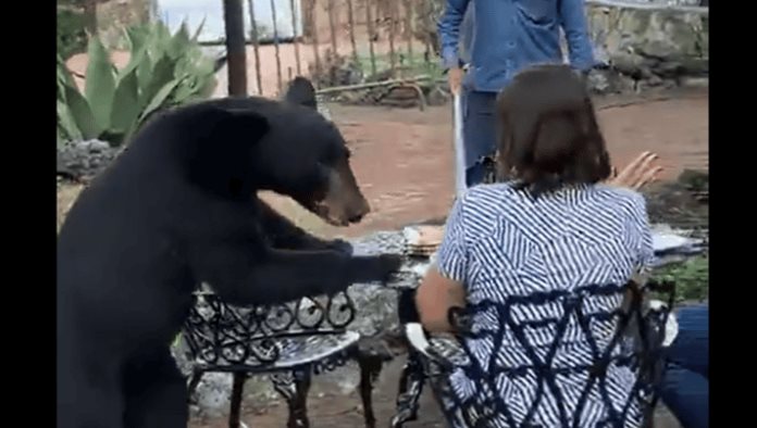 Oso ataca a mujer en restaurante de San Pedro