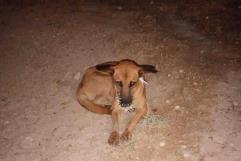 Crece la Crisis de Mascotas ABANDONADAS en Acuña