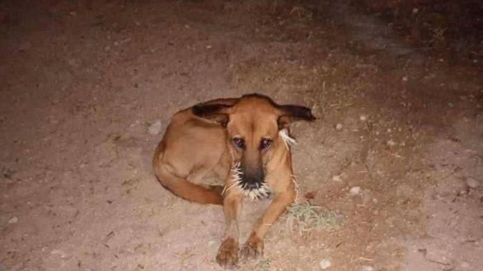 Crece la Crisis de Mascotas ABANDONADAS en Acuña Crece la Crisis de Mascotas ABANDONADAS en Acuña