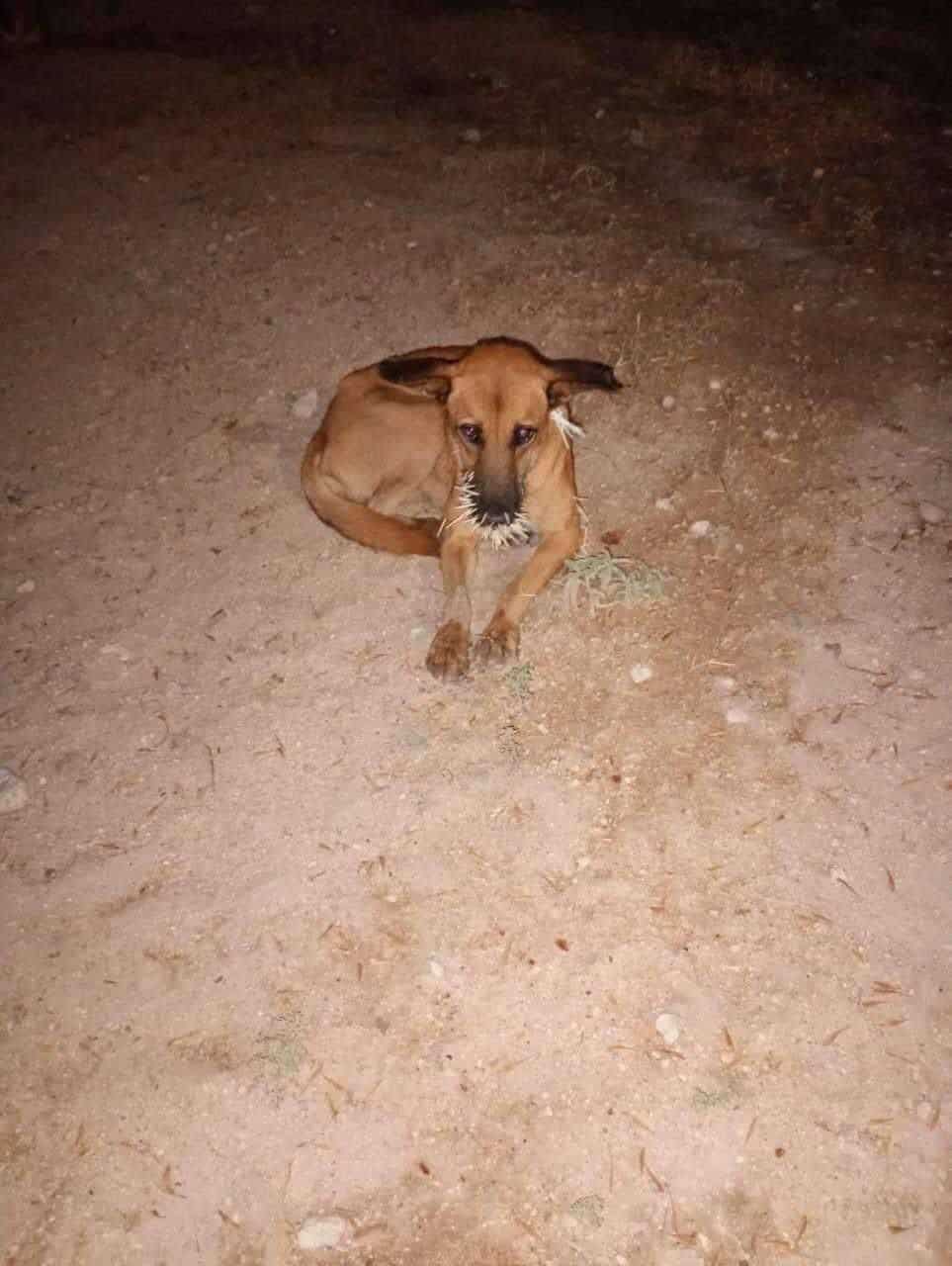 Crece la Crisis de Mascotas ABANDONADAS en Acuña