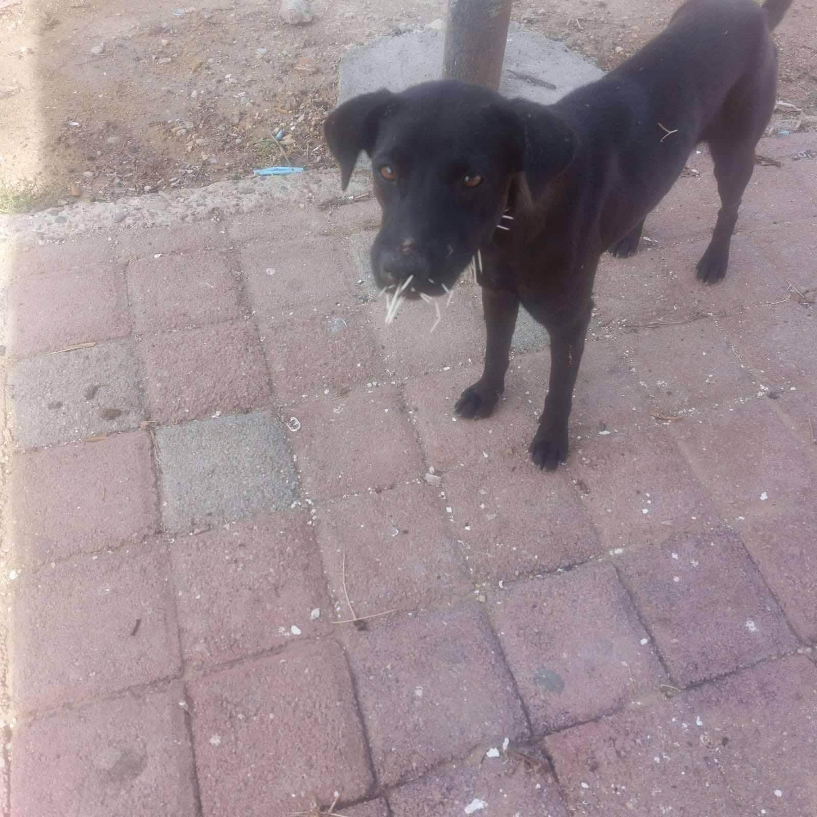 Crece la Crisis de Mascotas ABANDONADAS en Acuña