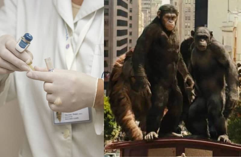 43 monos escapan de laboratorio médico en Estados Unidos